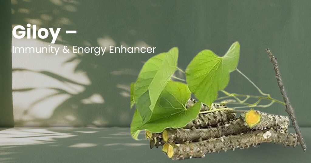 giloy benefits for fitness